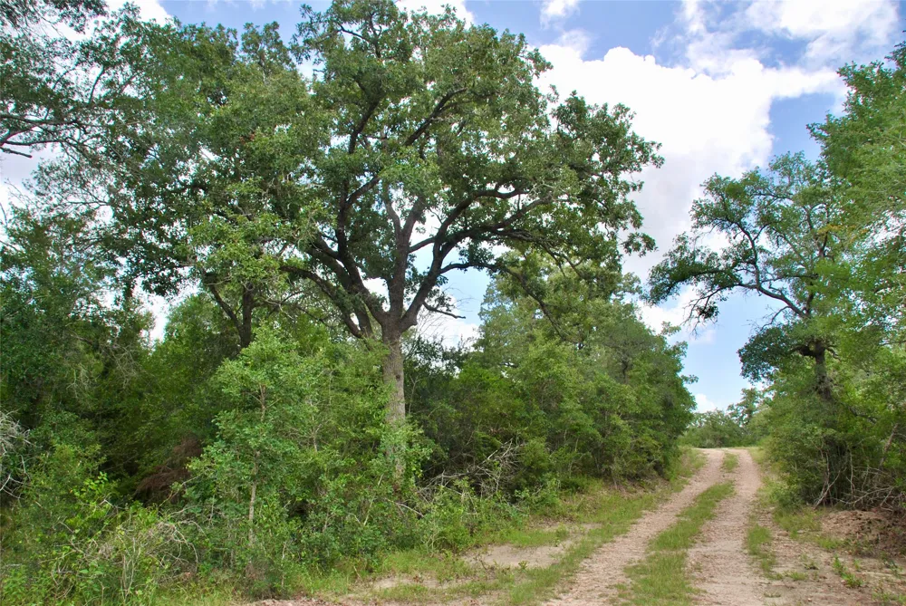 CR 420 Waelder, TX 78959