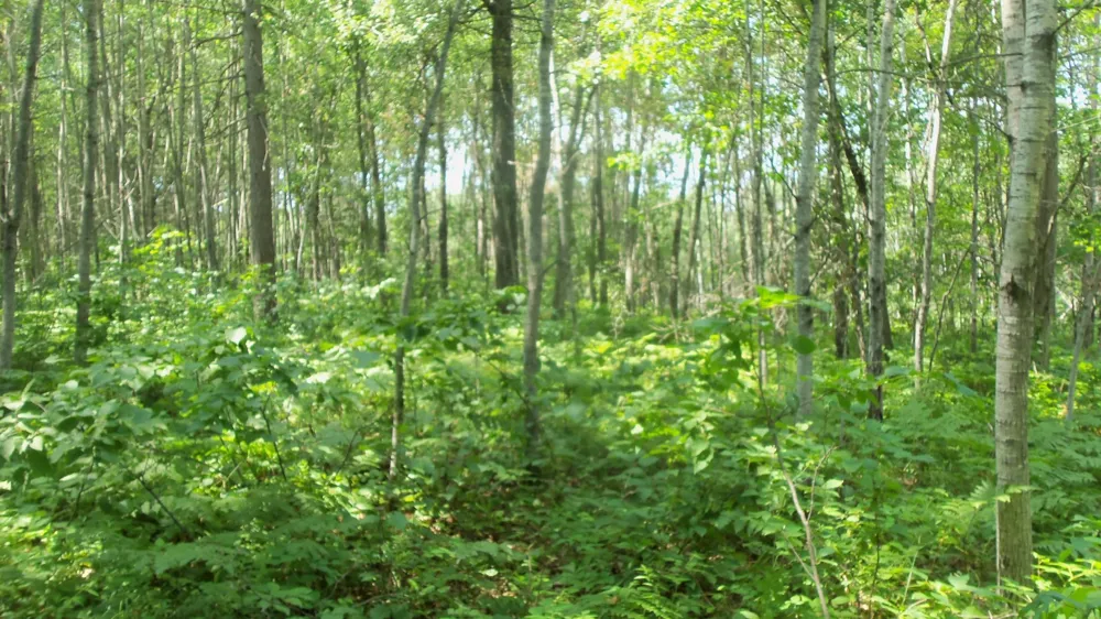 Lot 4 Birch Tree Trl Spooner, WI 54801