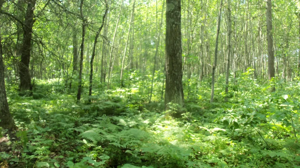 Lot 4 Birch Tree Trl Spooner, WI 54801