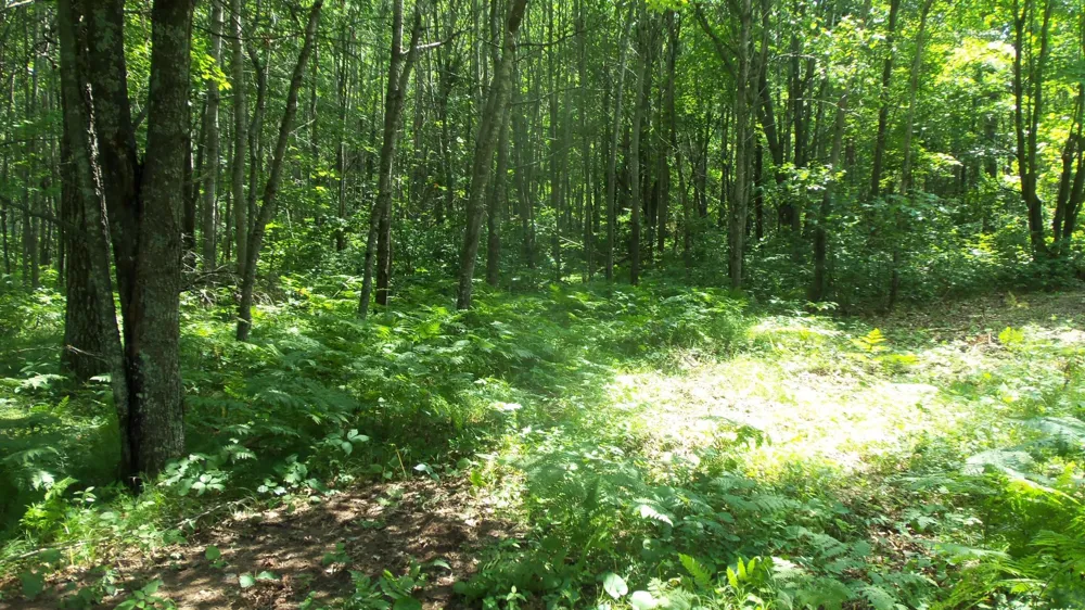 Lot 4 Birch Tree Trl Spooner, WI 54801