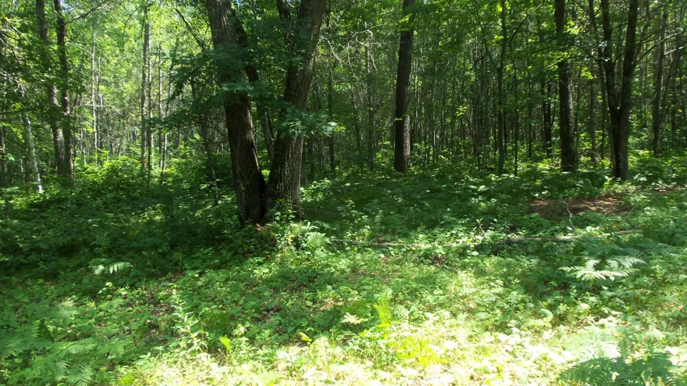 Lot 4 Birch Tree Trl Spooner, WI 54801