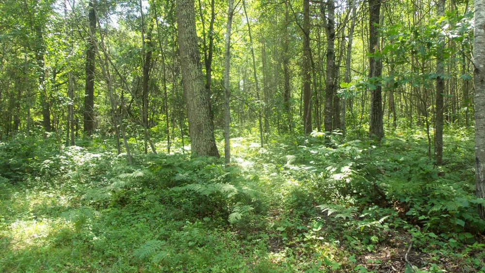 Lot 4 Birch Tree Trl Spooner, WI 54801
