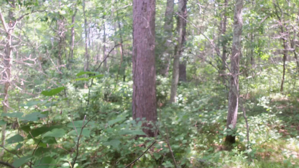 Lot 5 Brch Tree Trl Spooner, WI 54801