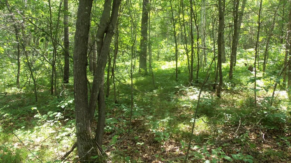 Lot 5 Brch Tree Trl Spooner, WI 54801