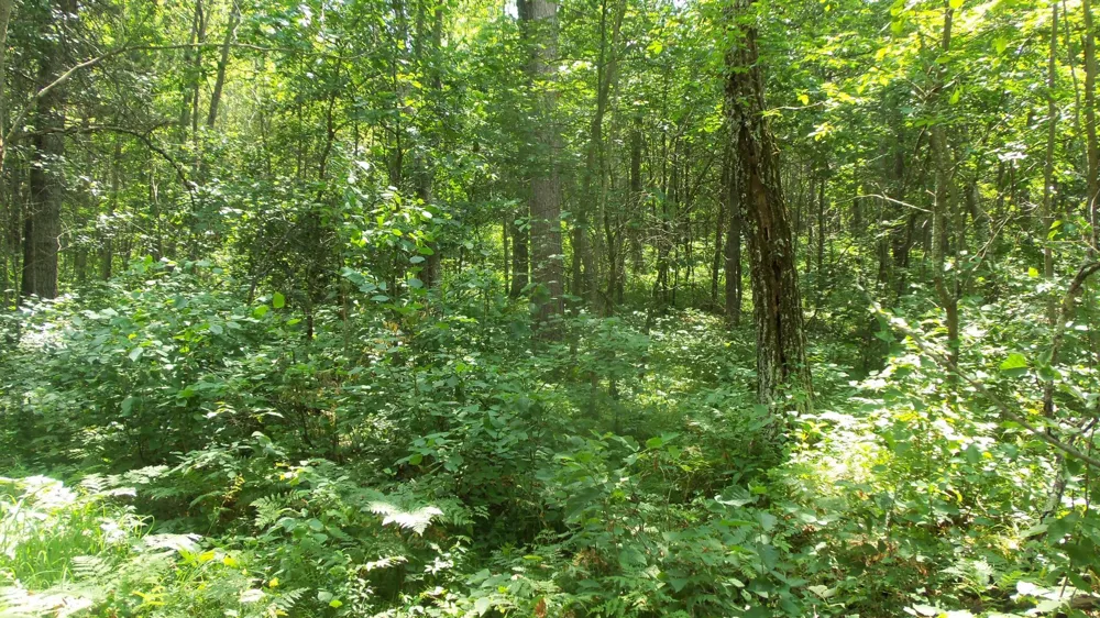 Lot 5 Brch Tree Trl Spooner, WI 54801