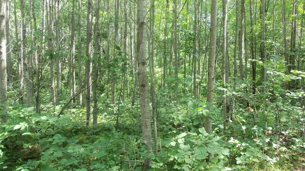 Lot 5 Brch Tree Trl Spooner, WI 54801