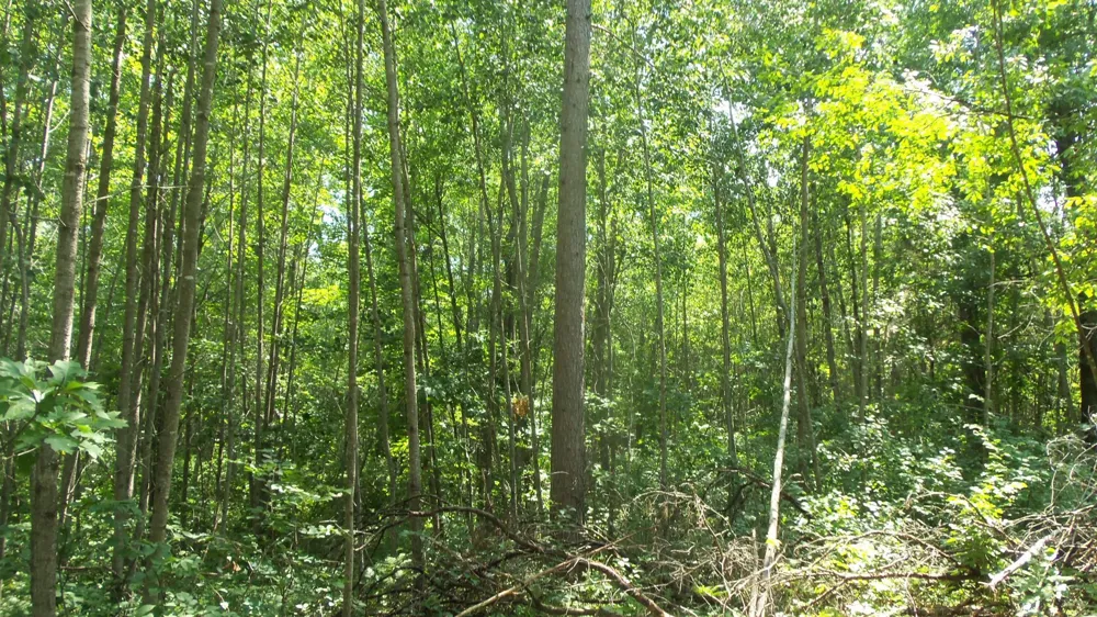 Lot 5 Brch Tree Trl Spooner, WI 54801