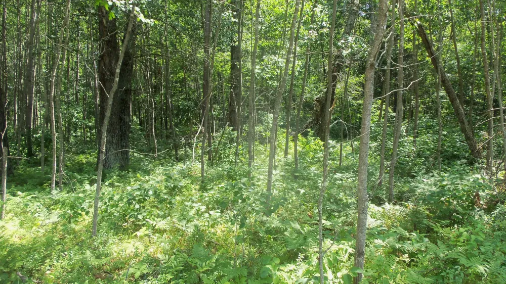 Lot 5 Brch Tree Trl Spooner, WI 54801
