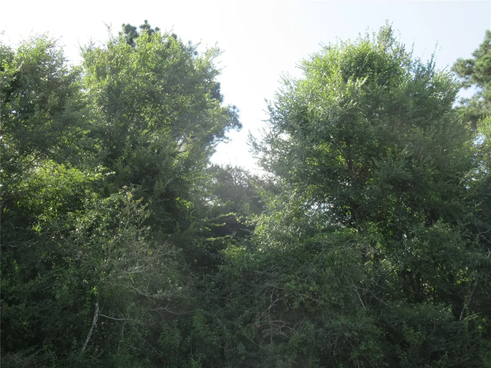 Hwy 190 E Point Blank, TX 77364