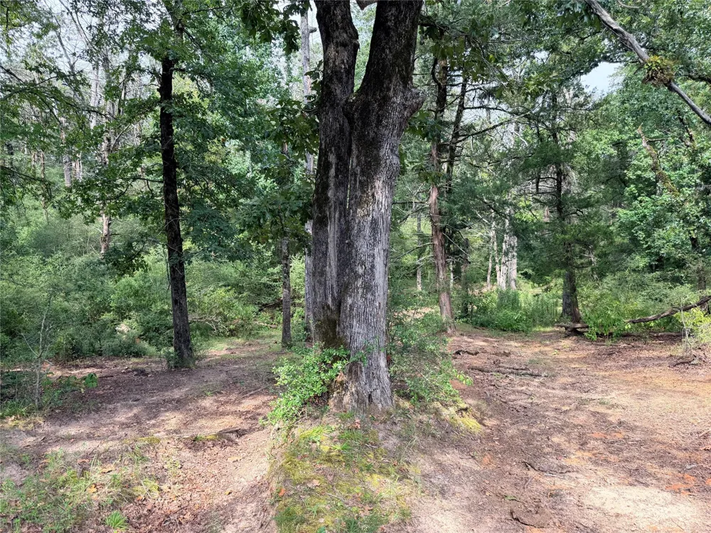 45 Cr 223 Buffalo, TX 75831