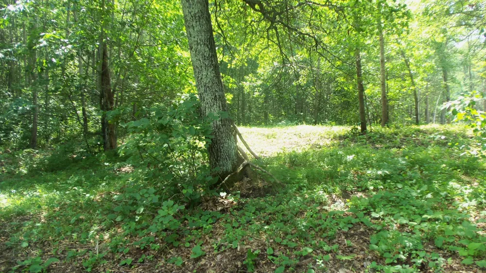 Lot 6 Birch Tree Trl Spooner, WI 54801