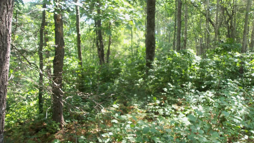 Lot 6 Birch Tree Trl Spooner, WI 54801