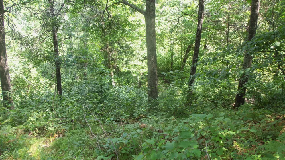 Lot 6 Birch Tree Trl Spooner, WI 54801