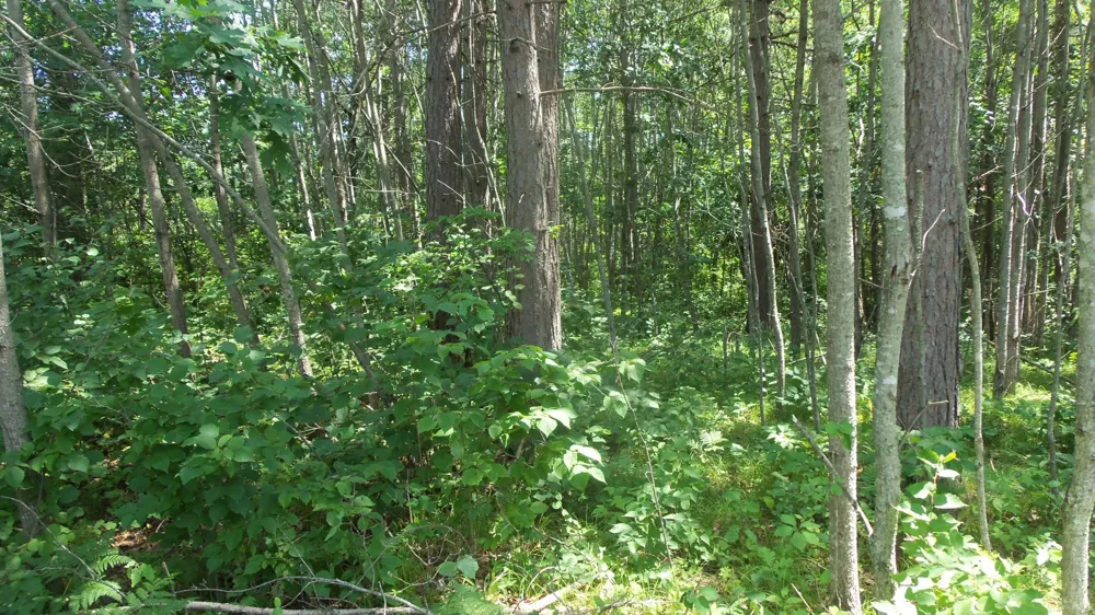 Lot 6 Birch Tree Trl Spooner, WI 54801