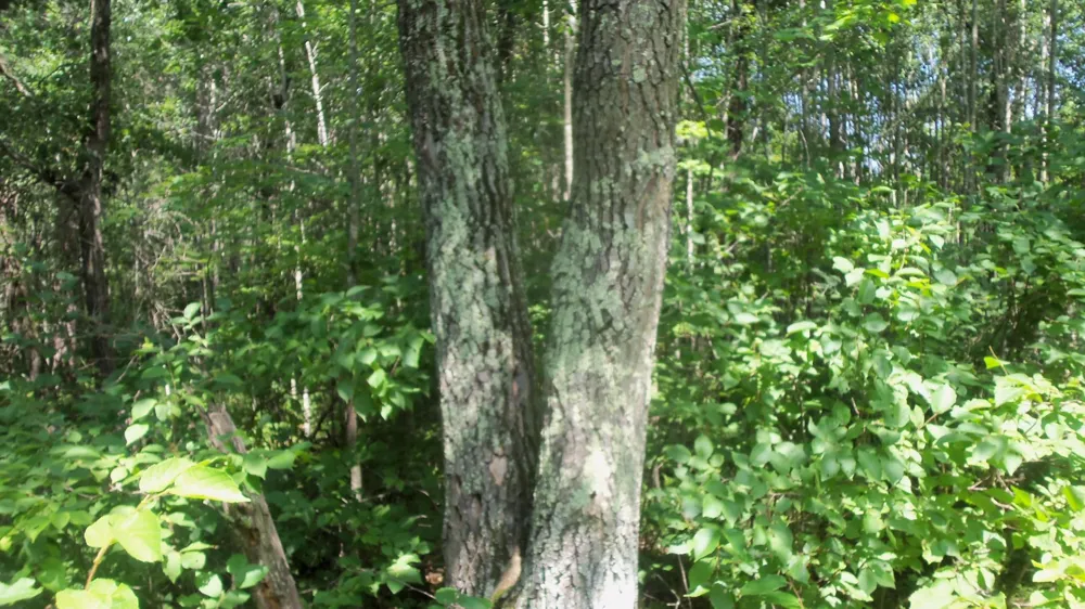 Lot 7 Birch Tree Trl Spooner, WI 54801