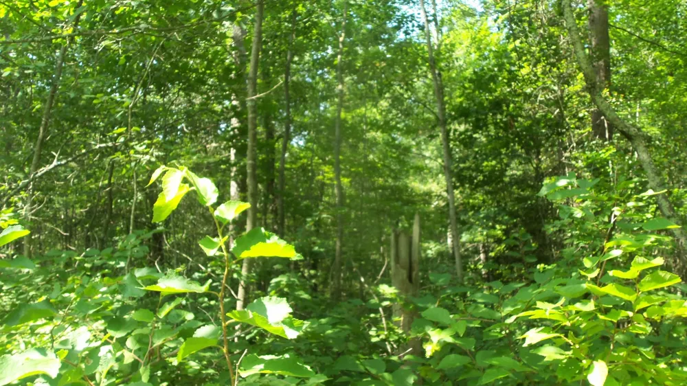 Lot 7 Birch Tree Trl Spooner, WI 54801