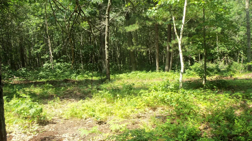 Lot 7 Birch Tree Trl Spooner, WI 54801