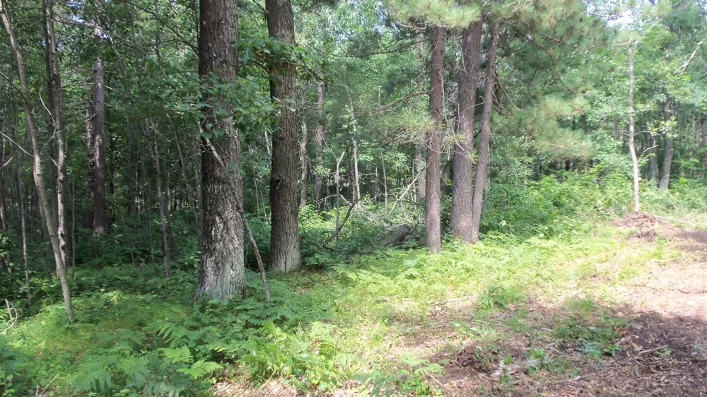 Lot 7 Birch Tree Trl Spooner, WI 54801