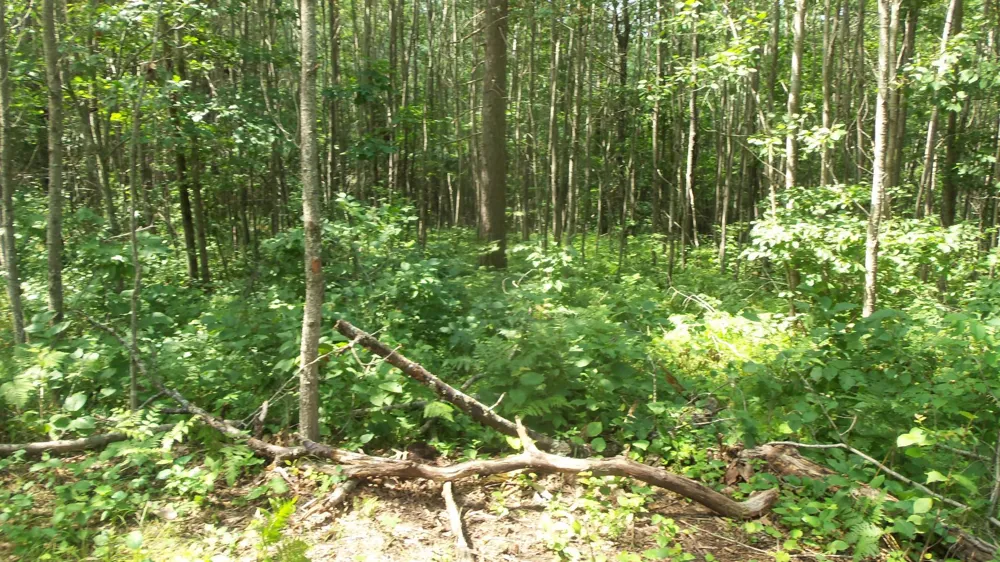 Lot 7 Birch Tree Trl Spooner, WI 54801