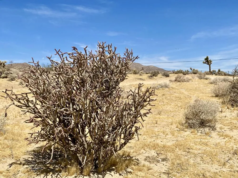 62585 Two Mile Road Joshua Tree, CA 92252