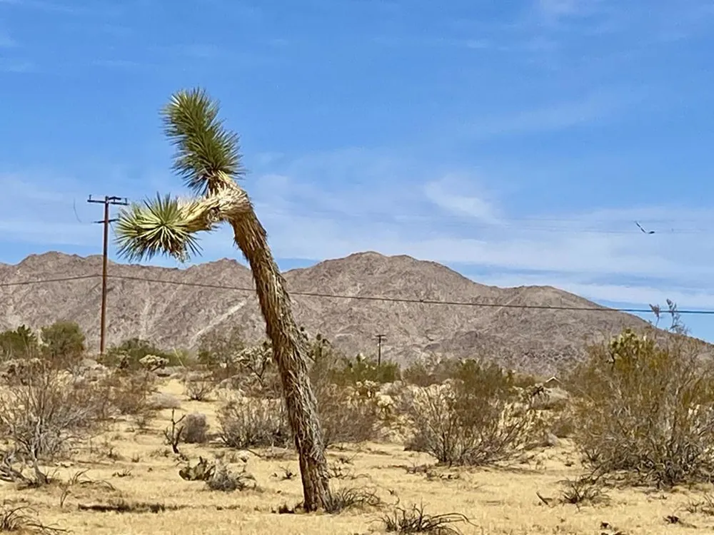 62585 Two Mile Road Joshua Tree, CA 92252
