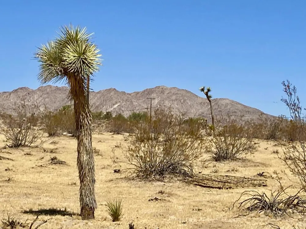 109 Border Avenue Joshua Tree, CA 92252