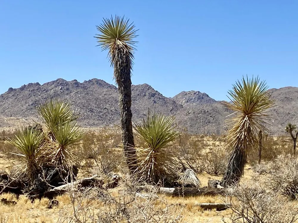 109 Border Avenue Joshua Tree, CA 92252
