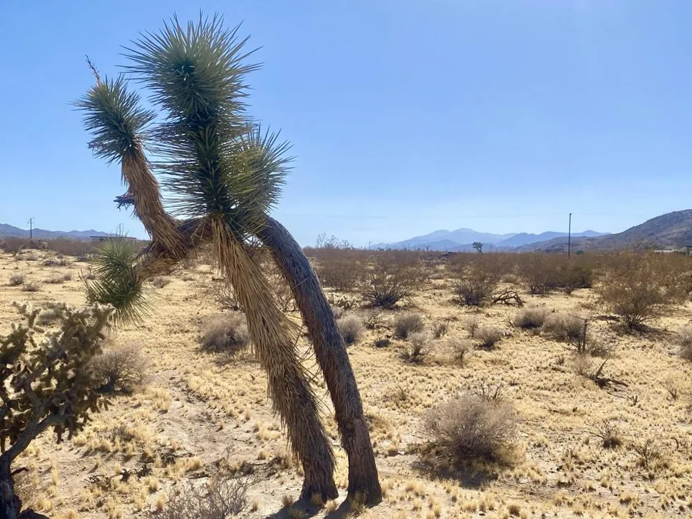109 Border Avenue Joshua Tree, CA 92252