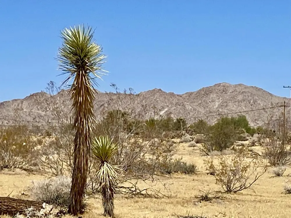 109 Border Avenue Joshua Tree, CA 92252