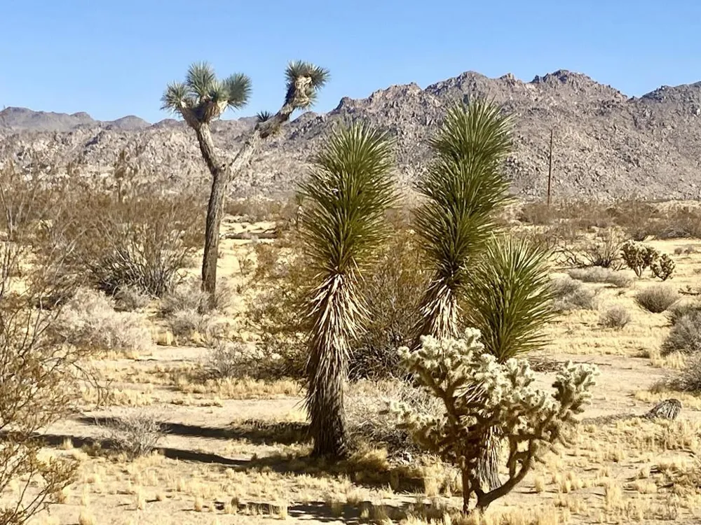 109 Border Avenue Joshua Tree, CA 92252