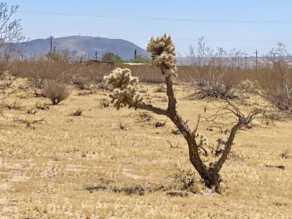 109 Border Avenue Joshua Tree, CA 92252