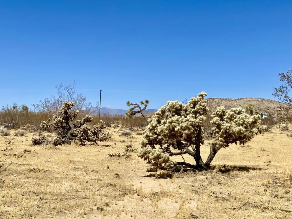 109 Border Avenue Joshua Tree, CA 92252