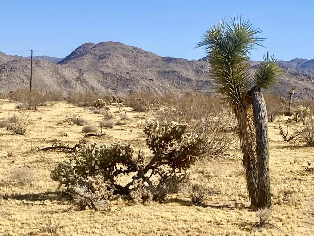 109 Border Avenue Joshua Tree, CA 92252