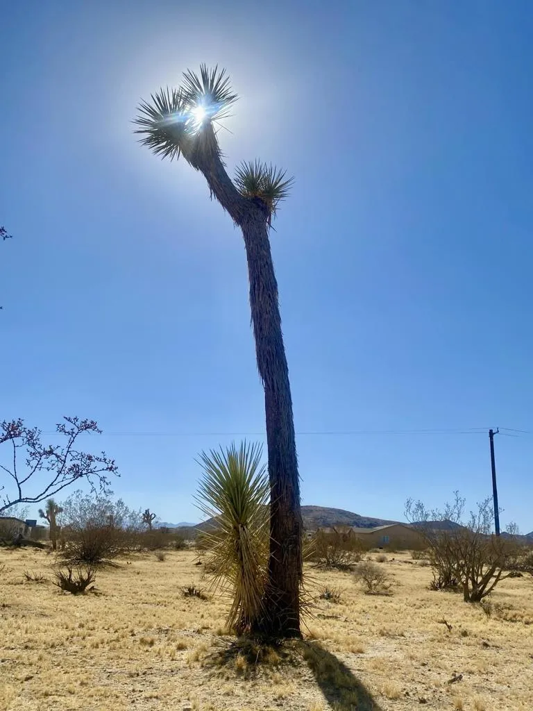 109 Border Avenue Joshua Tree, CA 92252