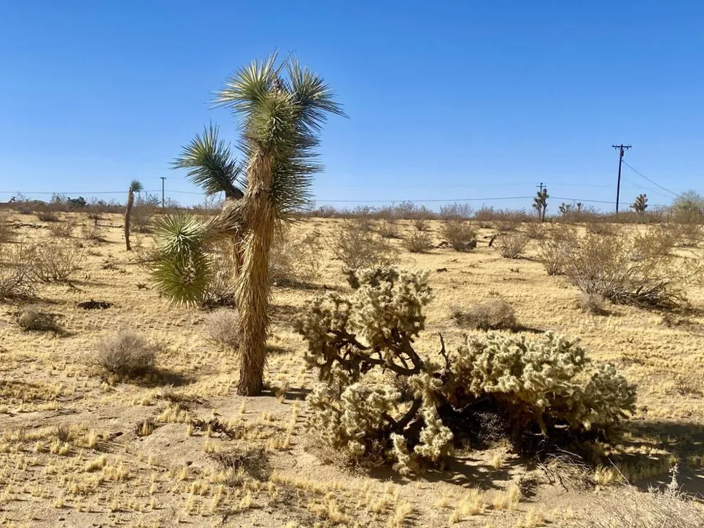 109 Border Avenue Joshua Tree, CA 92252