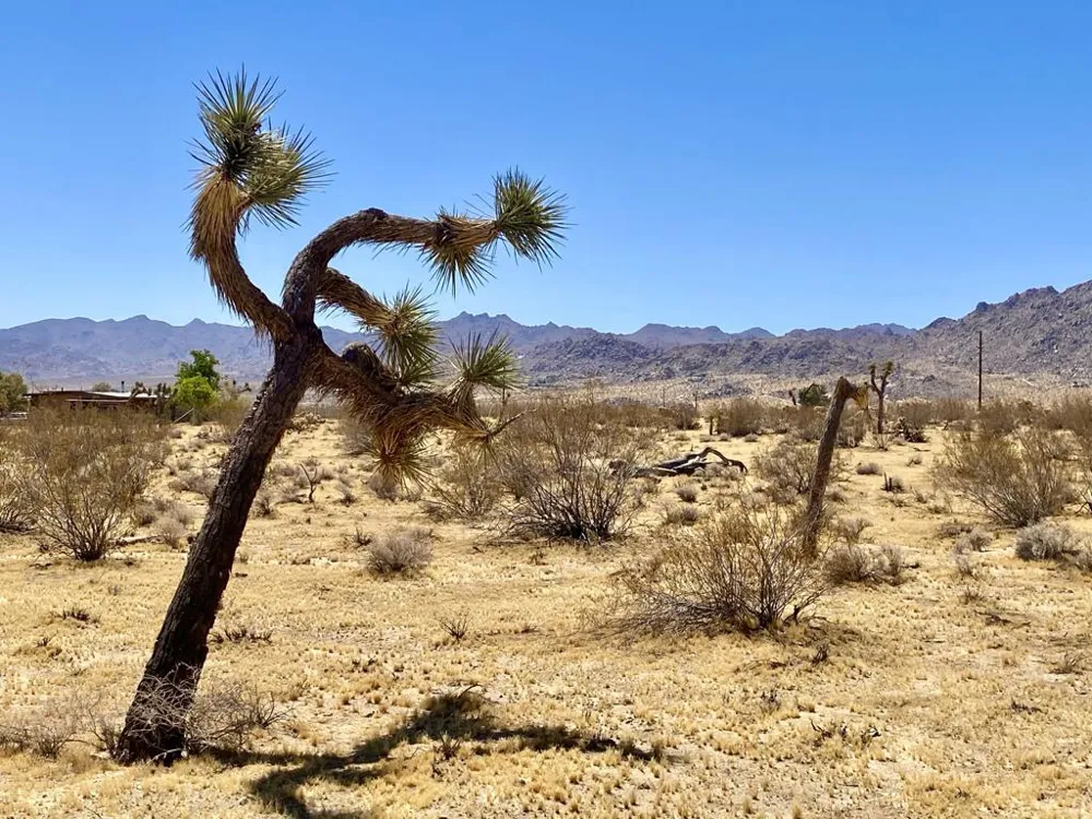 109 Border Avenue Joshua Tree, CA 92252