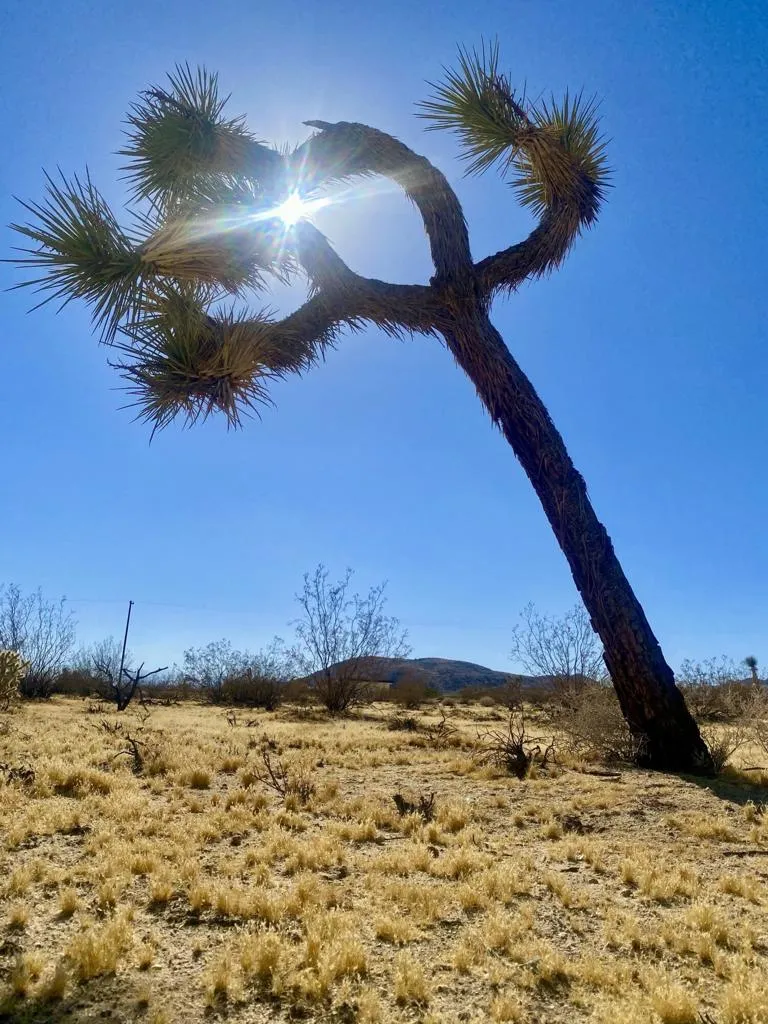 109 Border Avenue Joshua Tree, CA 92252