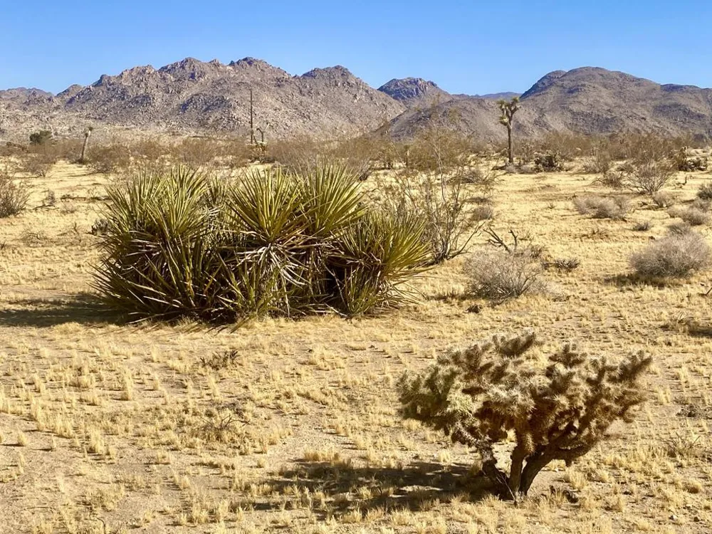 109 Border Avenue Joshua Tree, CA 92252