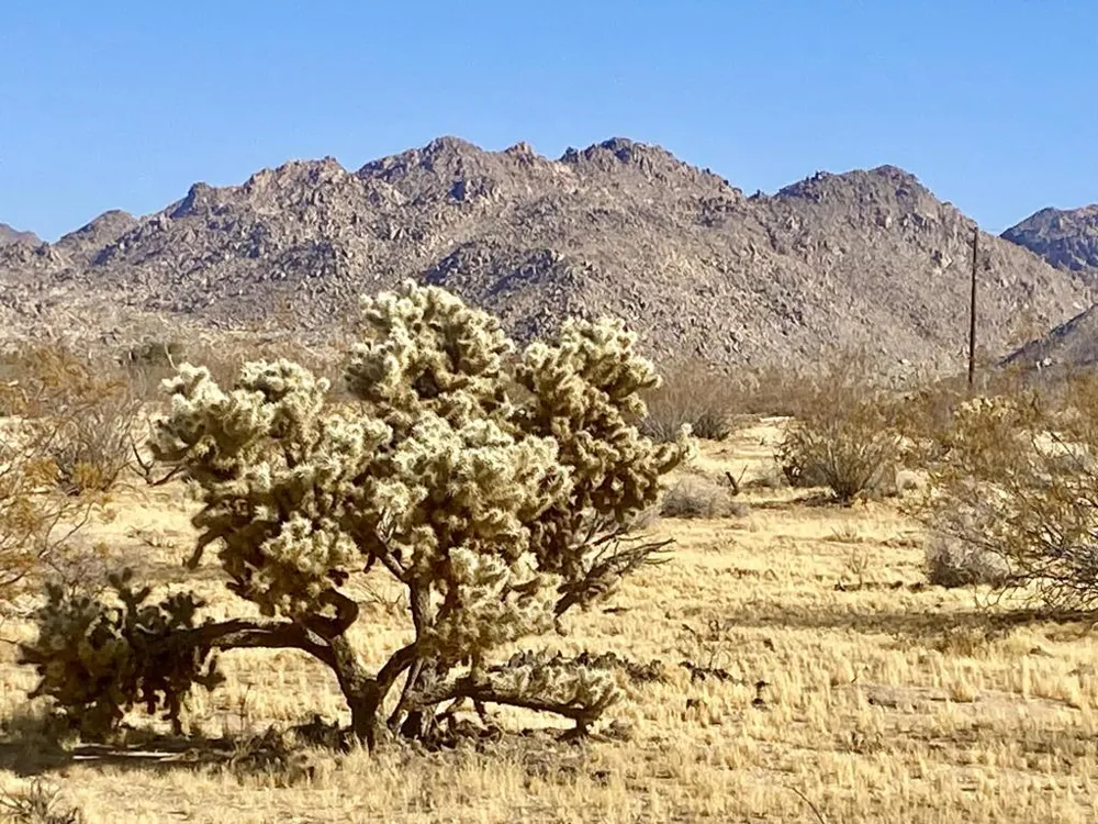 109 Border Avenue Joshua Tree, CA 92252
