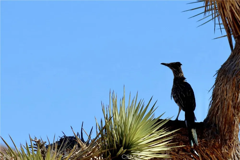 63350 Quail Springs Road Joshua Tree, CA 92252