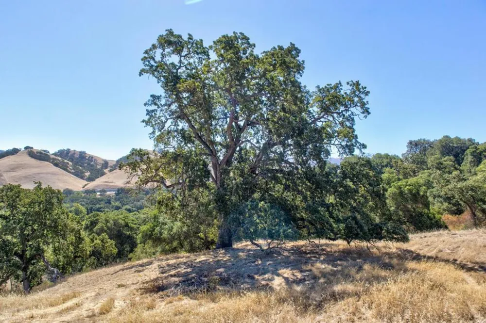 8272 Sassafras Court Pleasanton, CA 94566