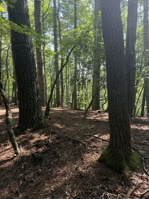 Wayah Road Franklin, NC 28734