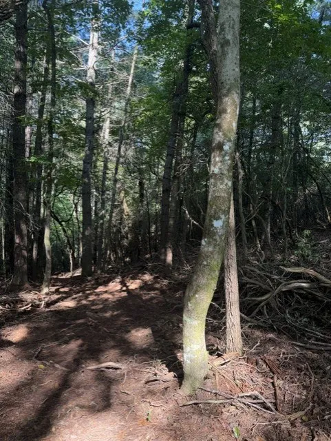 Wayah Road Franklin, NC 28734