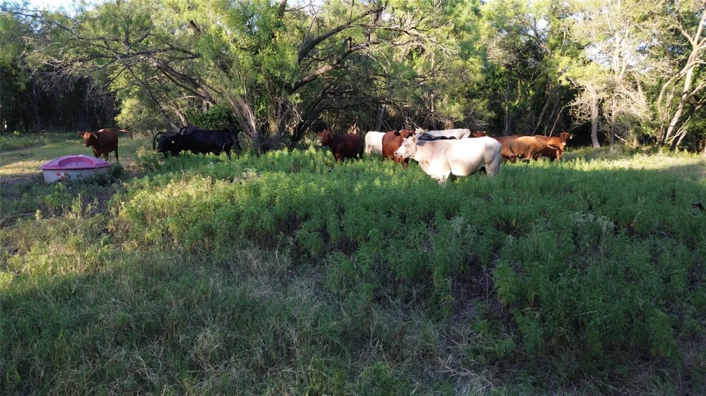 CR 244 Comanche, TX 76442