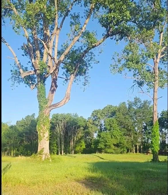 342 County Road 325 Oakwood, TX 75855