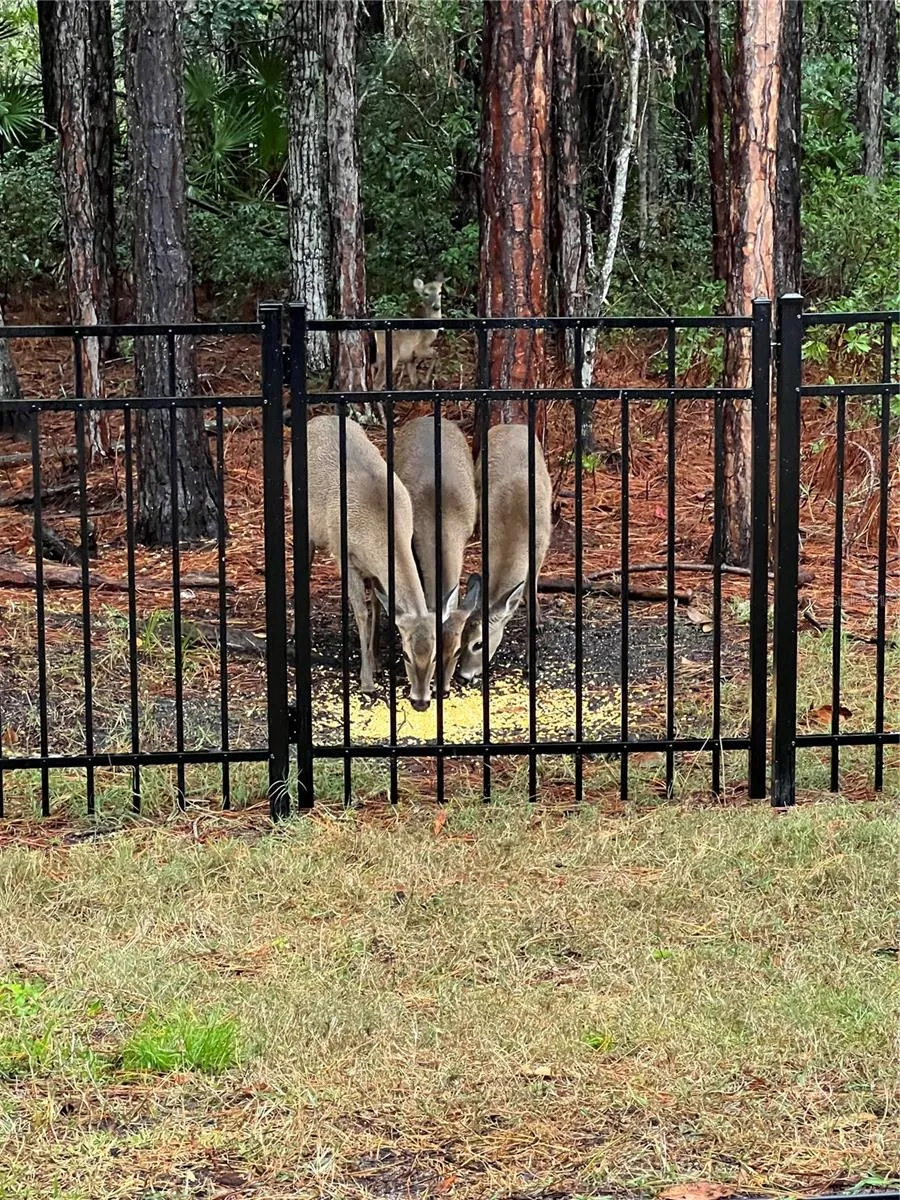 45 LOB WEDGE LANE Bunnell, FL 32110