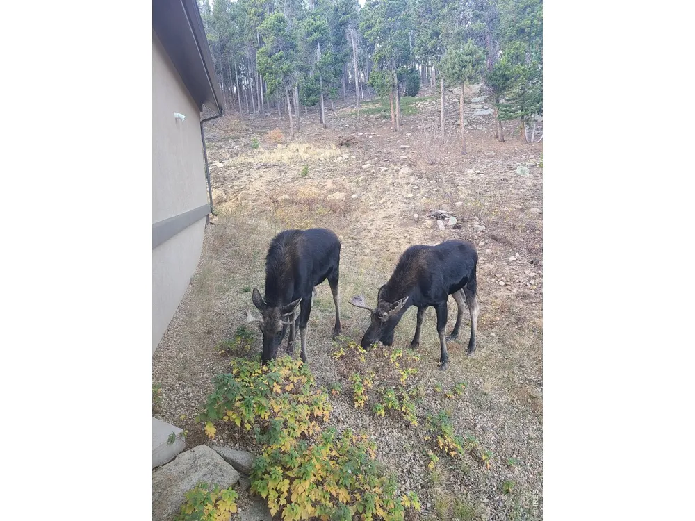 800 Divide View Drive Golden, CO 80403