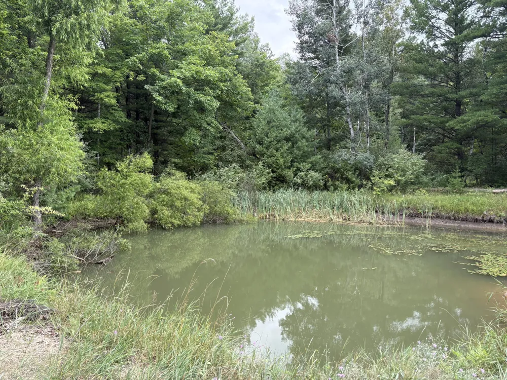 5 Mile Road Morley, MI 49336