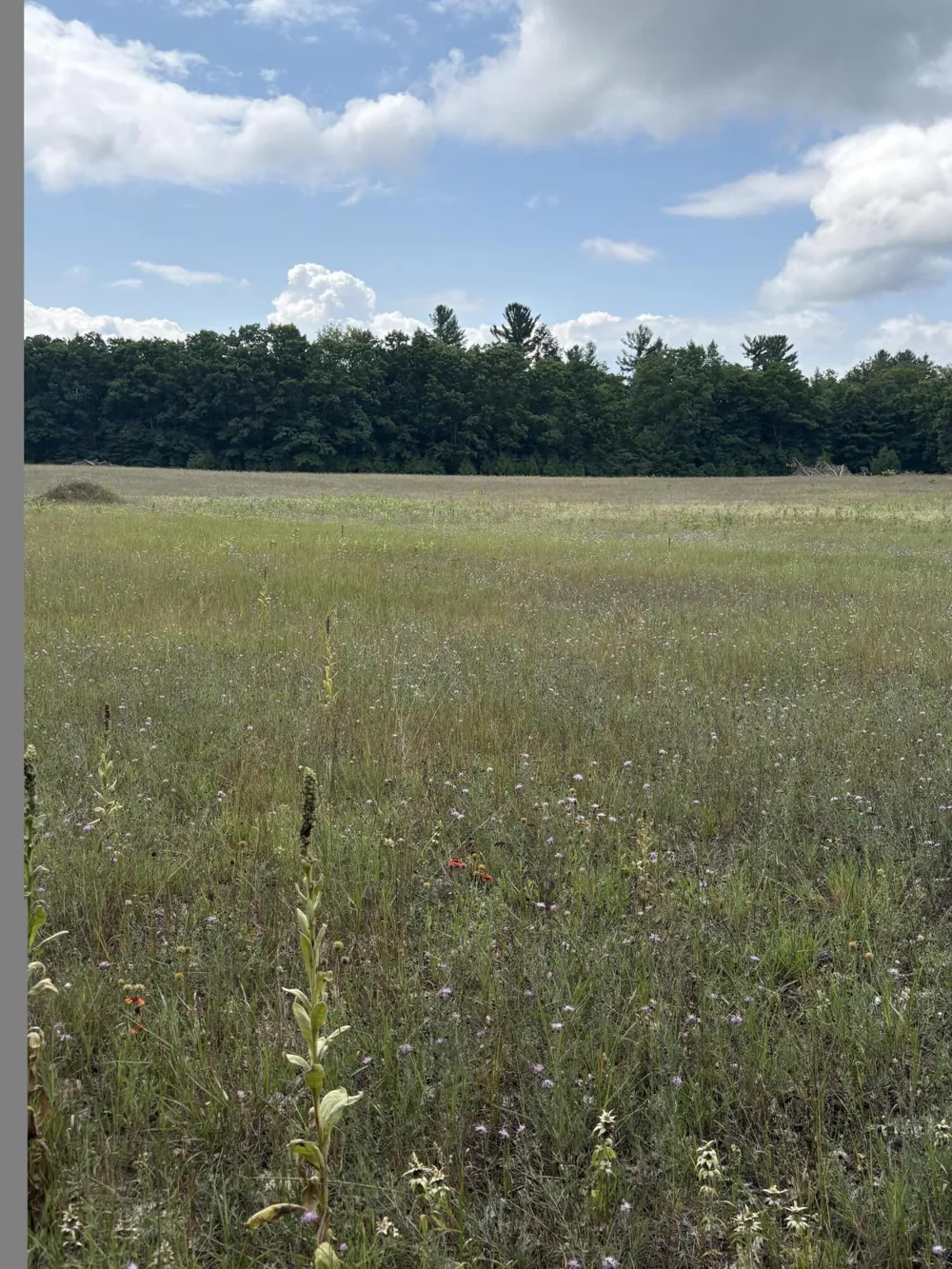 5 Mile Road Morley, MI 49336