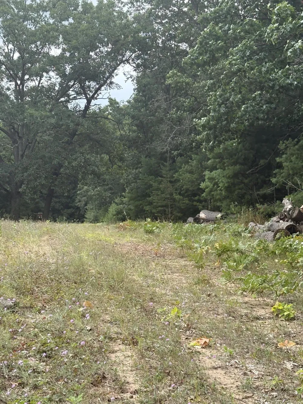 5 Mile Road Morley, MI 49336